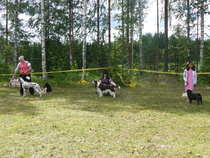 15.6.2013 Takakontti-kirppis ja koirien match show